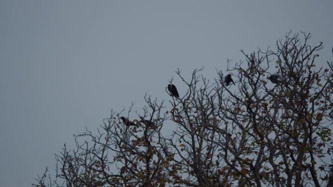 慢动作 -- 树上的一群乌鸦