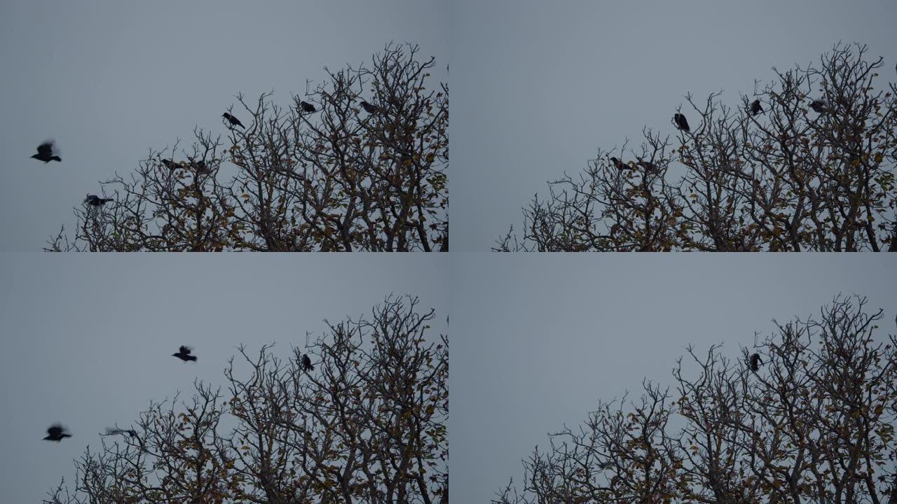 慢动作 -- 树上的一群乌鸦