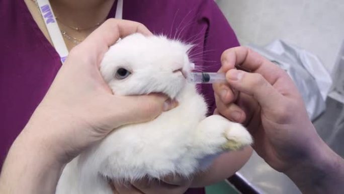 医生怀里抱着一只家兔，用注射器把药喝进嘴里。给一只生病的兔子吃药，这样他就会好起来。治疗兔子的概念。