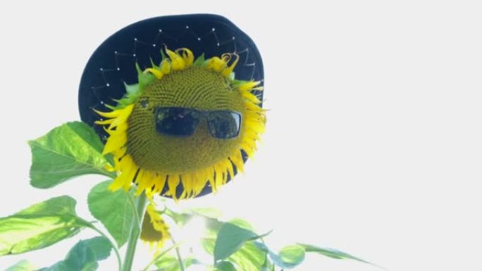 黄色向日葵花在太阳镜和帽子在明亮的太阳背景下的田野中。