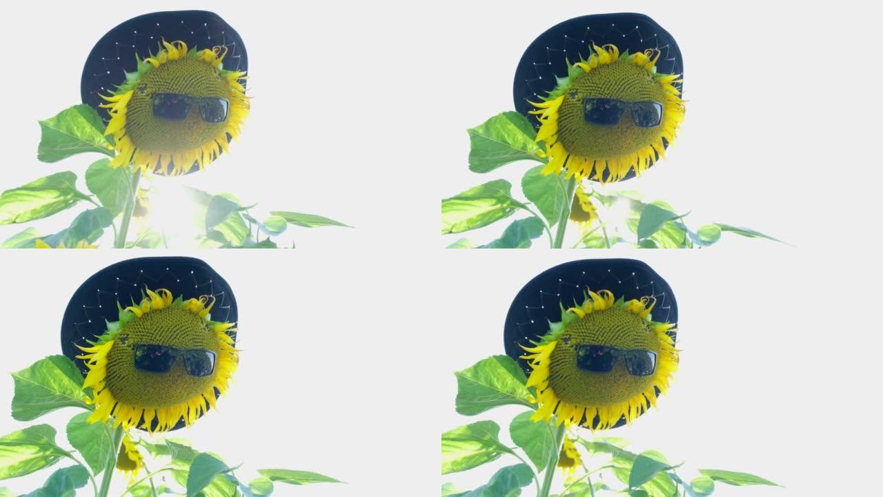 黄色向日葵花在太阳镜和帽子在明亮的太阳背景下的田野中。