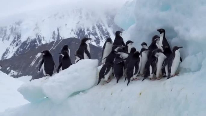 阿德利企鹅集团挤在南极洲的小冰山上