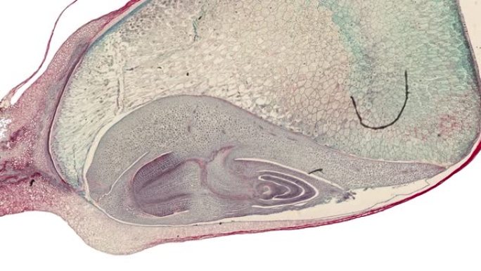 在科学显微镜动画下切割植物干细胞的横截面