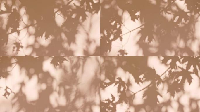 来自树枝、植物、树叶和树叶的透明柔和的光线和阴影。太阳和阴影。粉红色墙壁上叶子的灰色阴影。文本空间。