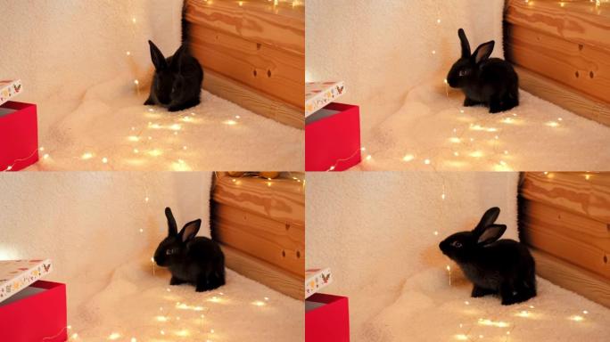 一只黑色的小兔子坐在花环灯光背景中。家养的小动物看着相机。野兔是中国历法2023年年的标志。圣诞节和