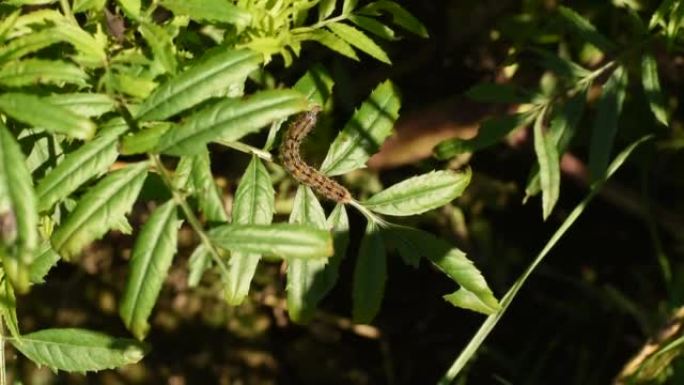 一只蓬松的毛毛虫在一片绿叶上爬行。