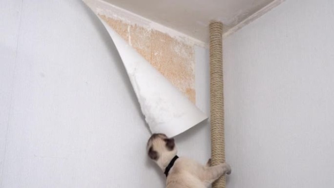 泰国猫寻找激光笔的红点。有趣的视频。猫爬上管道到天花板，撕下墙纸。