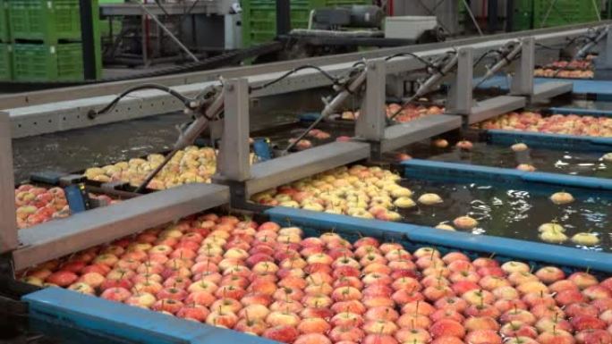 收获后生产中带有水槽中的苹果的包装屋分拣线。