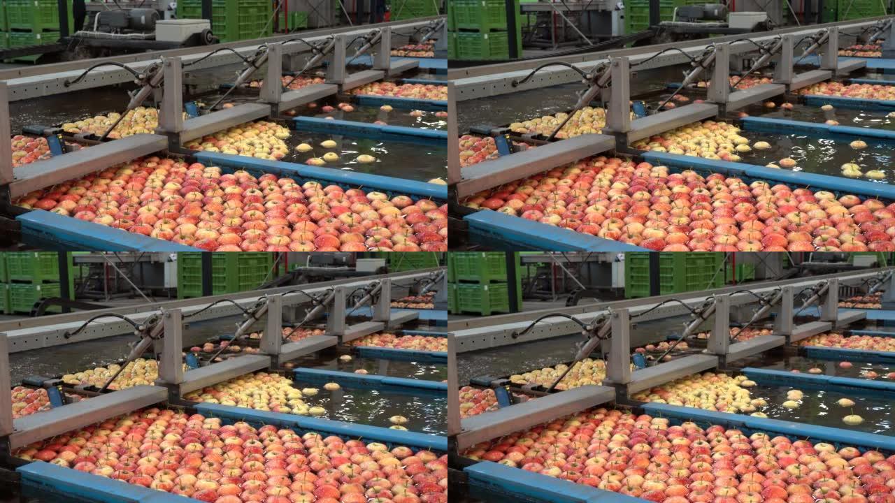 收获后生产中带有水槽中的苹果的包装屋分拣线。