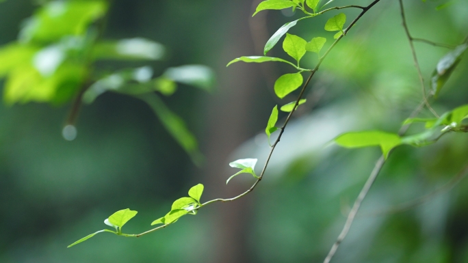 清明春雨细雨雨后清新绿植树枝雨露禅意空镜