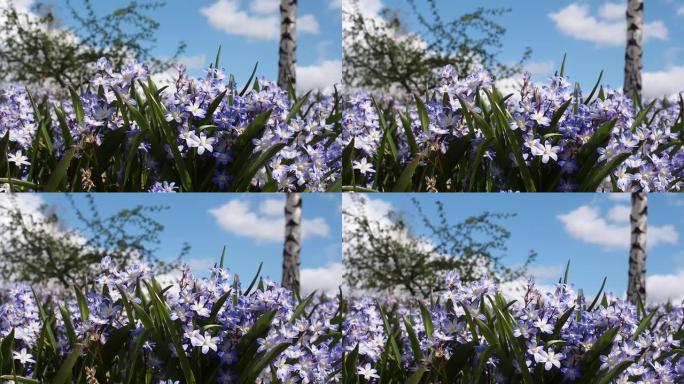 美丽的蓝色雪花莲，春天的樱草花在花园里