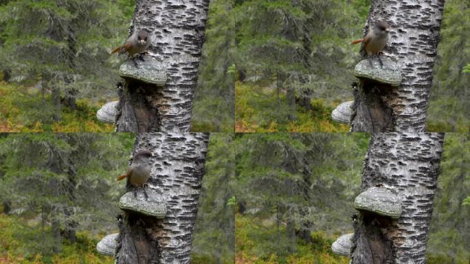 西伯利亚杰伊的特写镜头降落在木蘑菇上，然后离开芬兰库萨莫附近瓦尔塔瓦拉的秋天针叶林