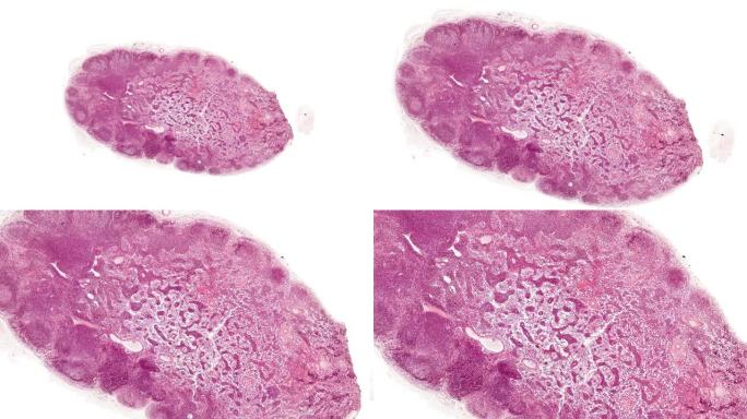 显微镜下淋巴横截面切割的动画