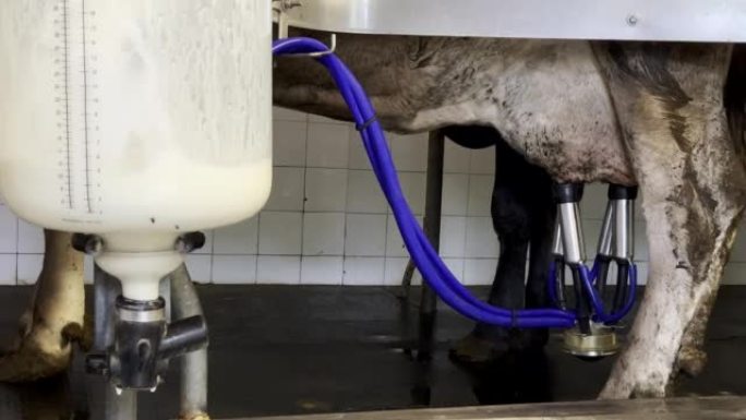 与管道相连的奶牛关闭自动挤奶机乳制品机械设备，带塑料钢瓶罐收集牛奶