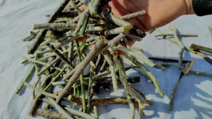 切割Giloy Tinospora Cordifolia茎堆古杜奇藤Gulvel Tranch Am