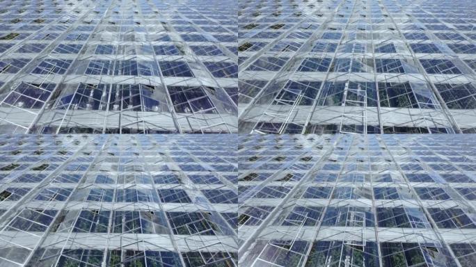 鸟瞰图飞越有蔬菜的大型温室，有透明玻璃屋顶的温室。从上面看现代高科技温室景观。鸟瞰图大型工业技术温室