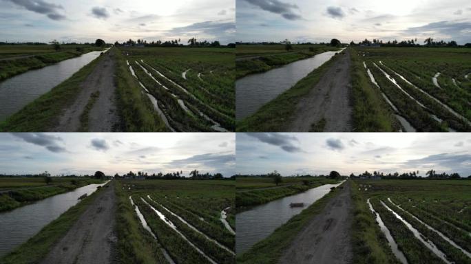 马来西亚吉打州的稻田
