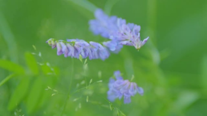 北方紫云英。野生盛开的野豌豆的紫色花朵。