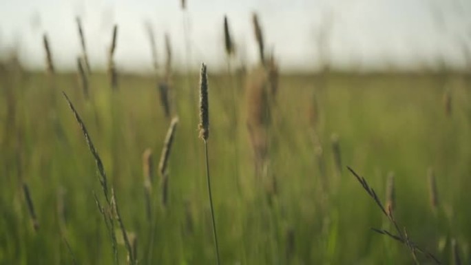 日落期间草原上小麦的特写镜头