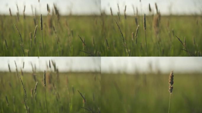 日落期间草原上小麦的特写镜头