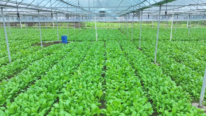青菜大棚蔬菜种植基地