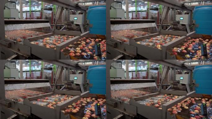 水果包装设施内部，苹果漂浮，在水箱输送机中清洗和运输