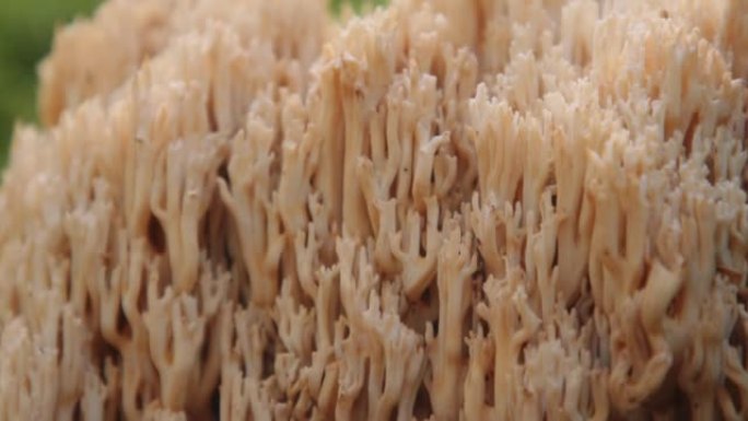 金珊瑚蘑菇，绿色草地上的金珊瑚蘑菇。