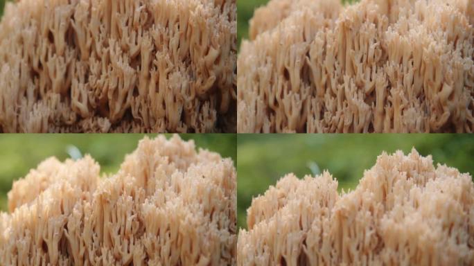 金珊瑚蘑菇，绿色草地上的金珊瑚蘑菇。