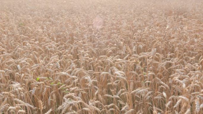 农业种植粮食。麦粒的穗。成熟小麦的大穗。慢动作。