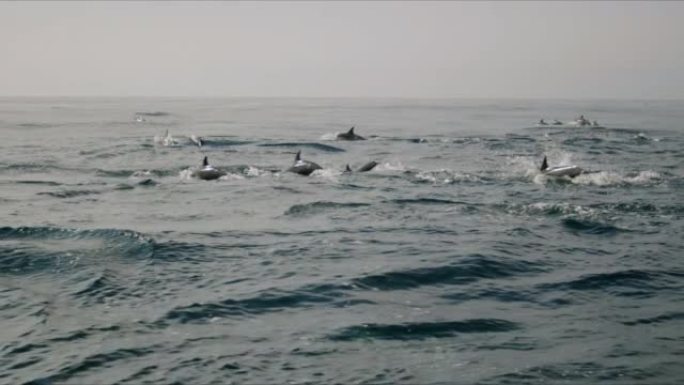 一排排海豚跳成一个荚4K 48FPS慢动作