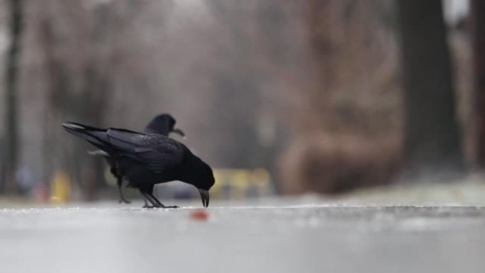 在城市结冰的道路上寻找食物