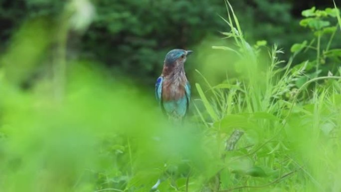印度中部亚洲森林季风绿色季节的印度辊或可拉西亚斯 (Coracias benghalensis) 鸟