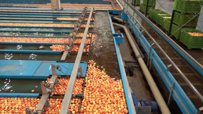 大型苹果加工厂内部，苹果在水槽中通过水输送机运输