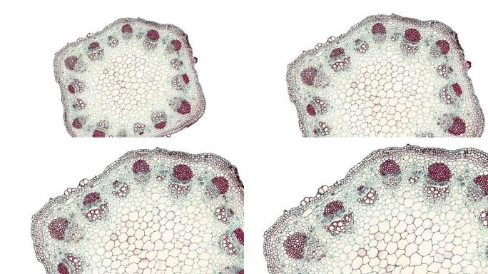 在科学显微镜动画下切割植物干细胞的横截面