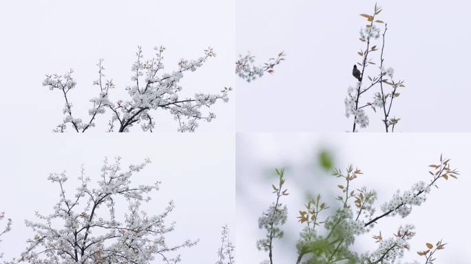 4K梨花梨树上的鸟唯美春天视频