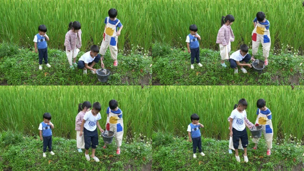 许多孩子在绿色的稻田里发现螃蟹。