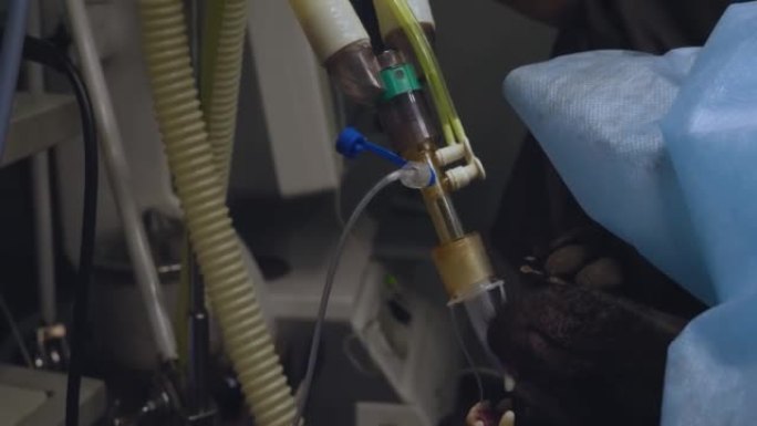 在蓝色的外科手术区域下，可以看到黑狗的枪口，该枪口位于气体麻醉下。从狗的嘴里可以看到连接到麻醉机的气