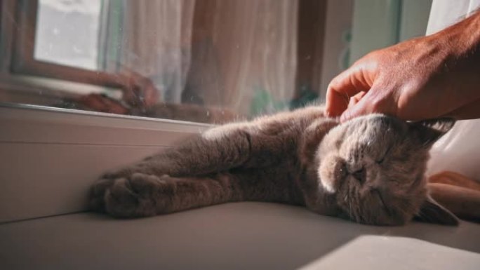 猫晒太阳，被男性的手抚摸着窗户