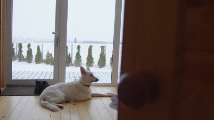 白色瑞士牧羊人谎言房子木地板看起来大全景窗户雪