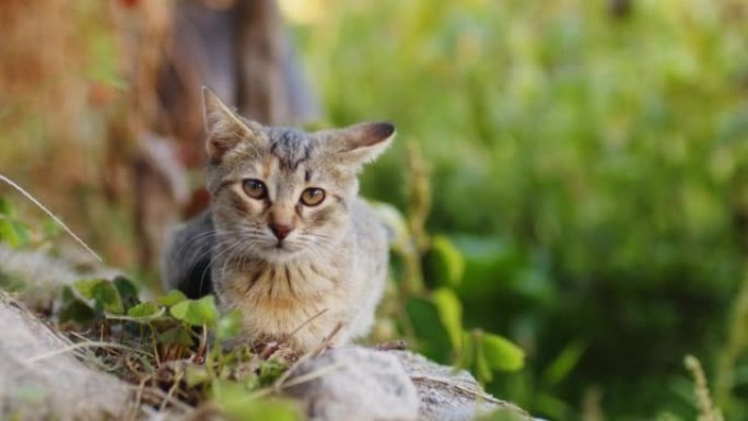 乡下绿色花园中的小猫