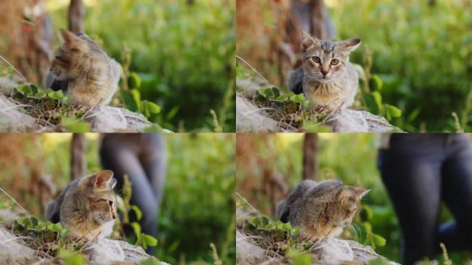 乡下绿色花园中的小猫