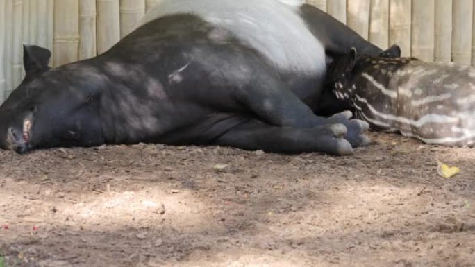 tapir婴儿和母亲的特写