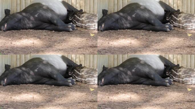 tapir婴儿和母亲的特写