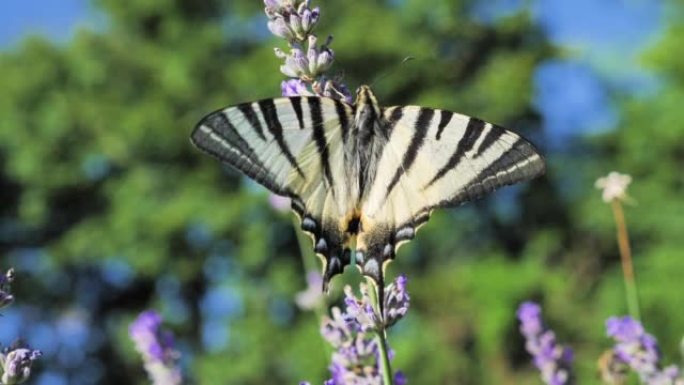 薰衣草花上的蝴蝶的近景照片，五颜六色的背景飞出