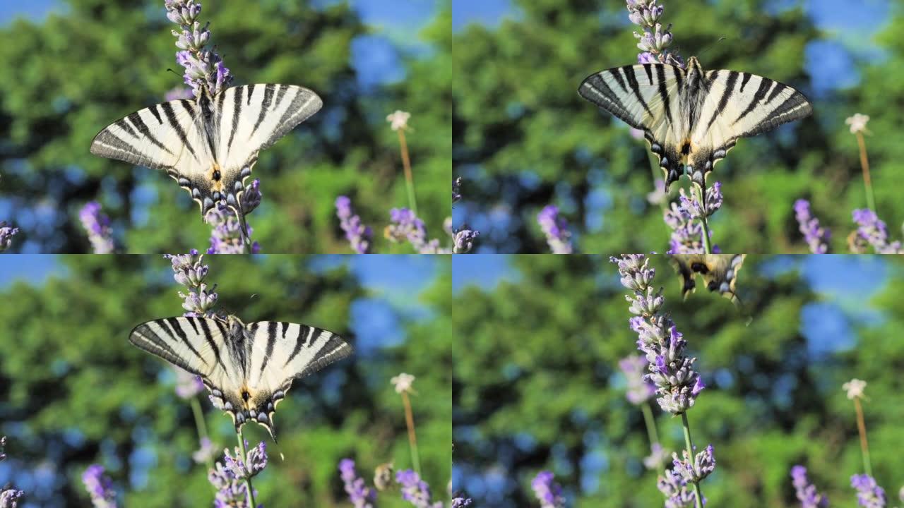 薰衣草花上的蝴蝶的近景照片，五颜六色的背景飞出