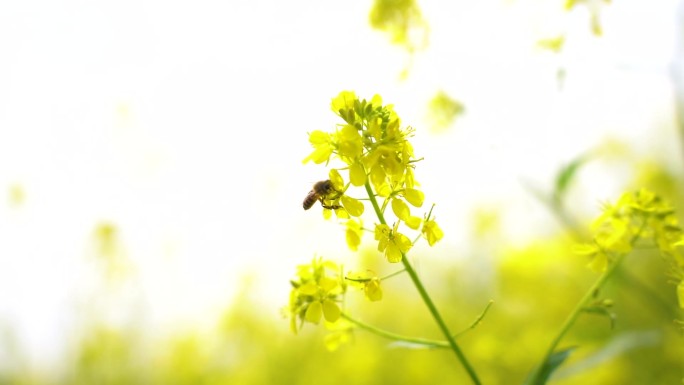 油菜花 蜂蜜 采蜜花开 蜂蜜特写