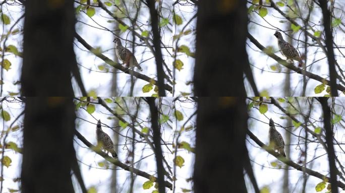 榛树松鸡 (Tetrastes bonasia)，Haselhuhn，