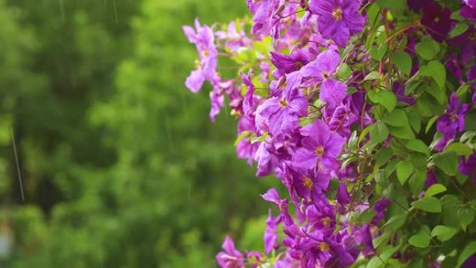 紫色的铁线莲。挂花景观