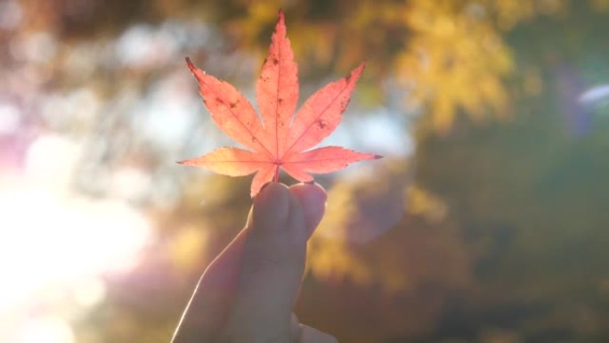 女人手中的美丽小红叶，日本的秋天概念