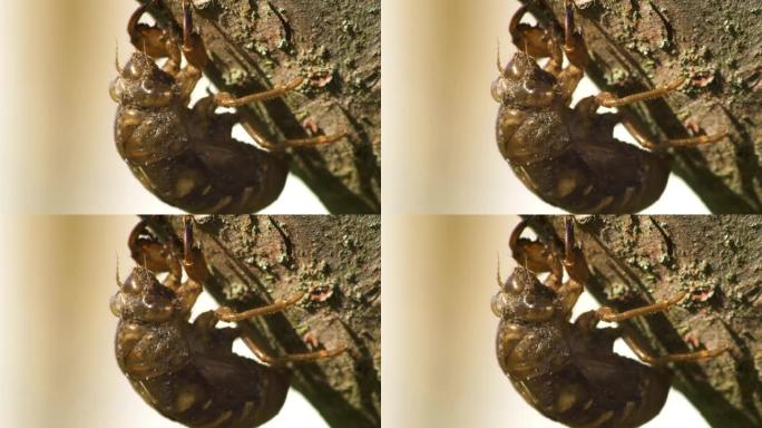 树枝上的蝉4k镜头微距拍摄